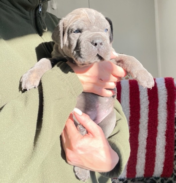 Il Mondo Di Maya - Chiots disponibles - Cane Corso