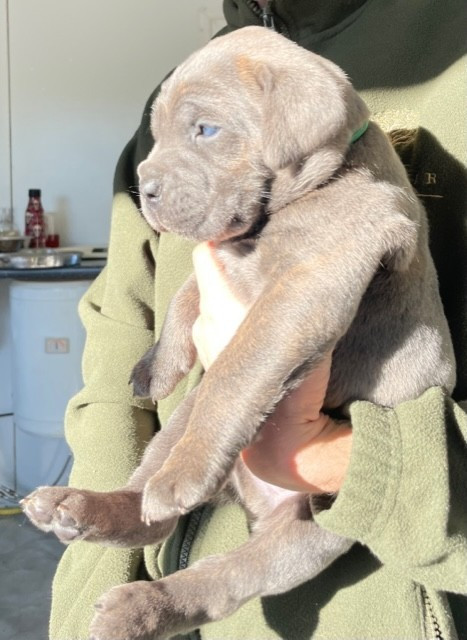 Il Mondo Di Maya - Chiots disponibles - Cane Corso