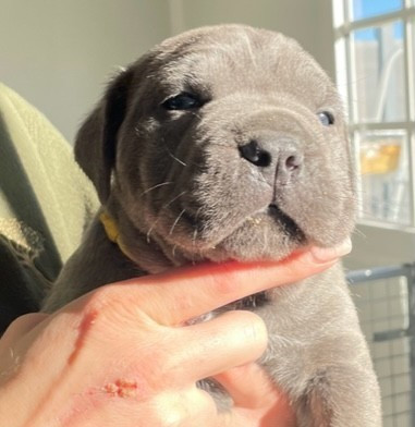 Il Mondo Di Maya - Chiots disponibles - Cane Corso
