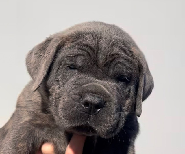Il Mondo Di Maya - Chiots disponibles - Cane Corso