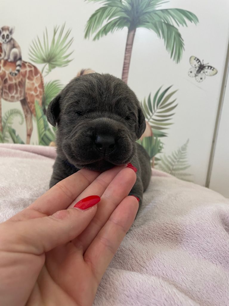 Il Mondo Di Maya - Chiots disponibles - Cane Corso