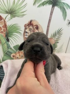 Il Mondo Di Maya - Chiots disponibles - Cane Corso