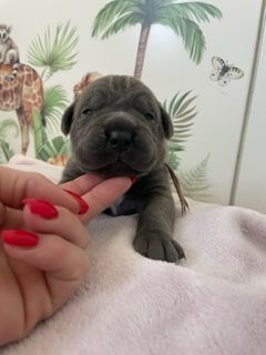 Il Mondo Di Maya - Chiots disponibles - Cane Corso